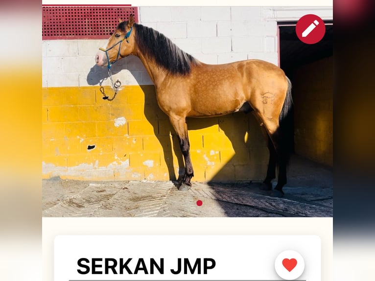 PRE Semental 5 años 170 cm Buckskin/Bayo in Martos