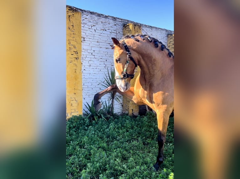 PRE Semental 5 años 170 cm Buckskin/Bayo in Martos