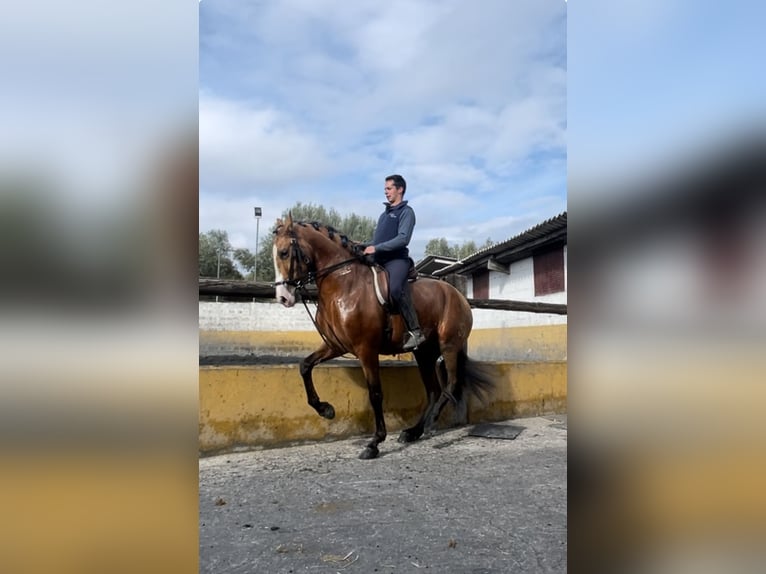 PRE Semental 5 años 170 cm Buckskin/Bayo in Martos