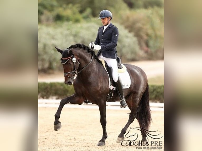 PRE Mestizo Semental 5 años 170 cm Castaño in Cordoba