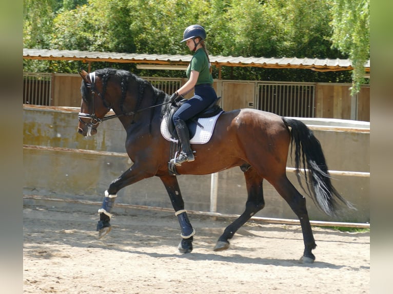 PRE Semental 5 años 170 cm Castaño oscuro in Barcelona