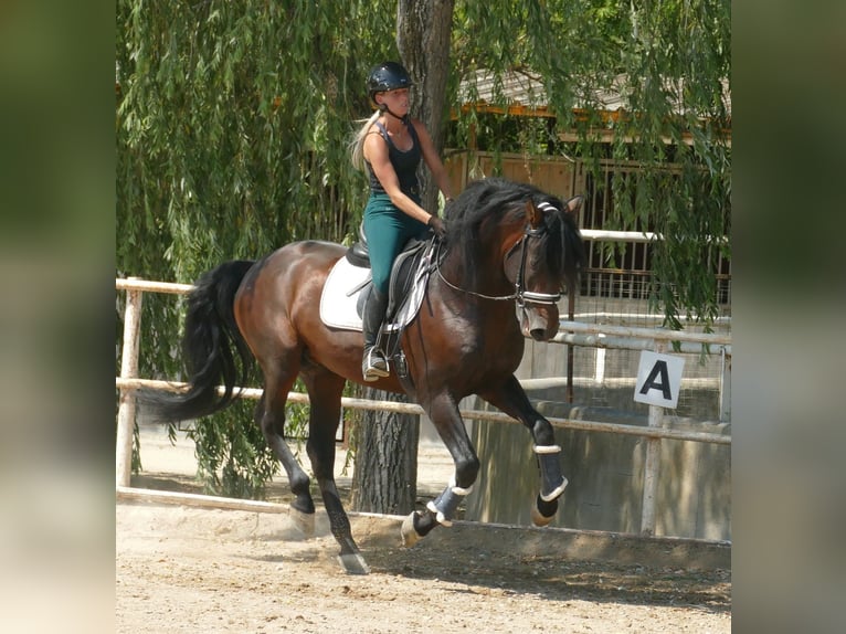 PRE Semental 5 años 170 cm Castaño oscuro in Barcelona