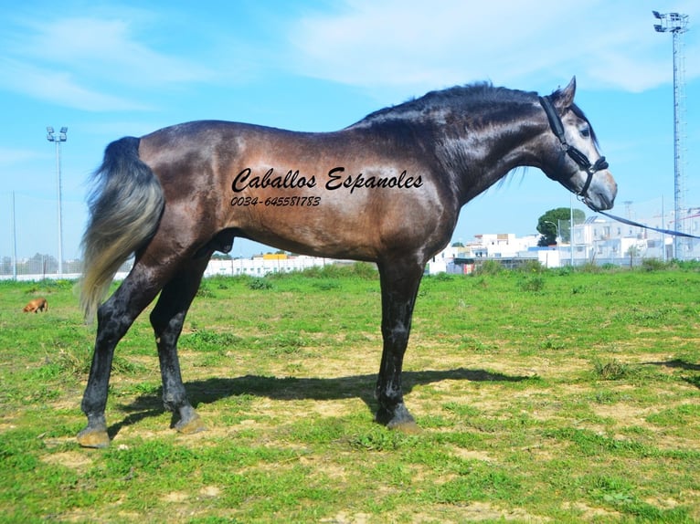 PRE Mestizo Semental 5 años 170 cm Musgo marrón in Vejer de la Frontera