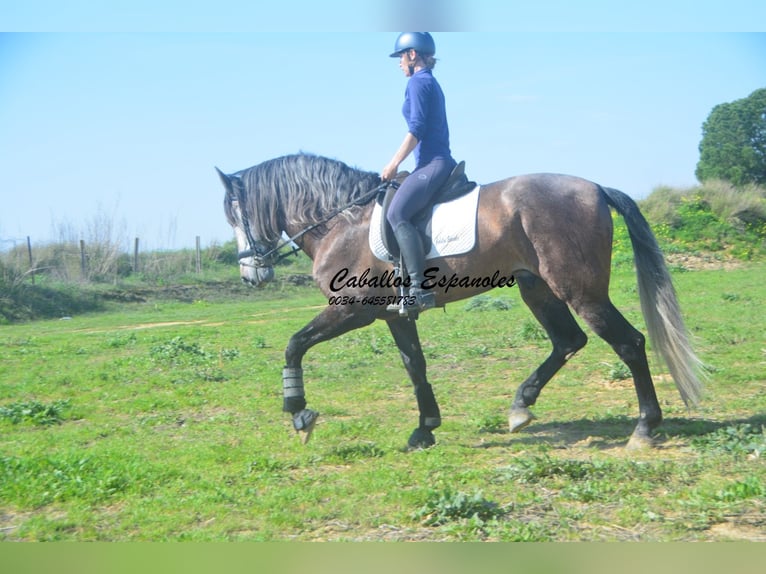 PRE Mestizo Semental 5 años 170 cm Musgo marrón in vejer de la frontera