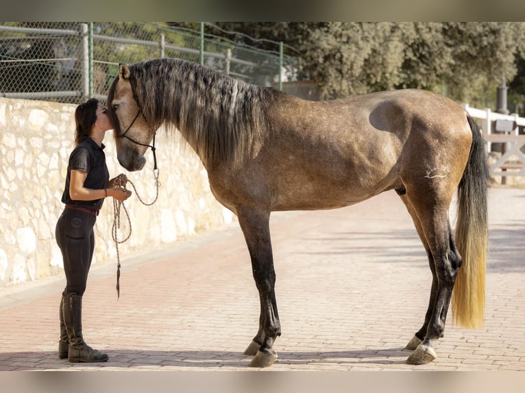 PRE Semental 5 años 170 cm Musgo marrón in El Catllar