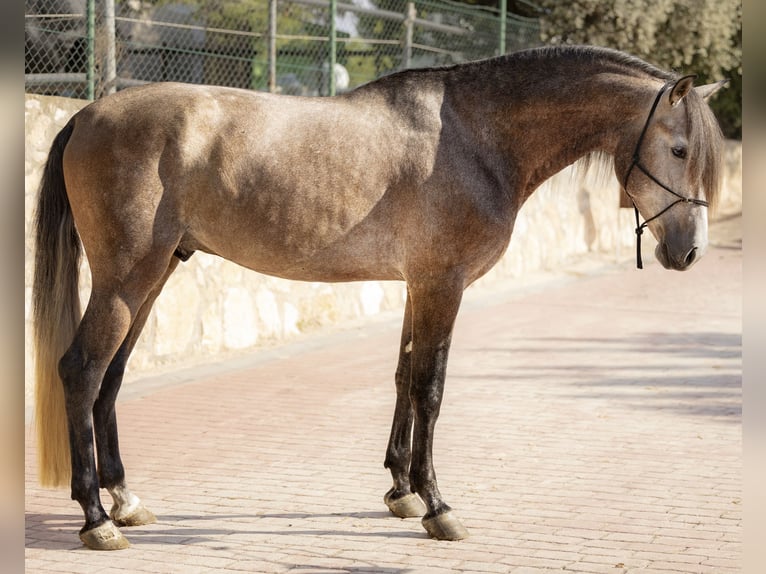 PRE Semental 5 años 170 cm Musgo marrón in El Catllar