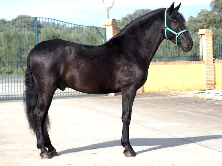 PRE Mestizo Semental 5 años 170 cm Negro in NAVAS DEL MADRONO