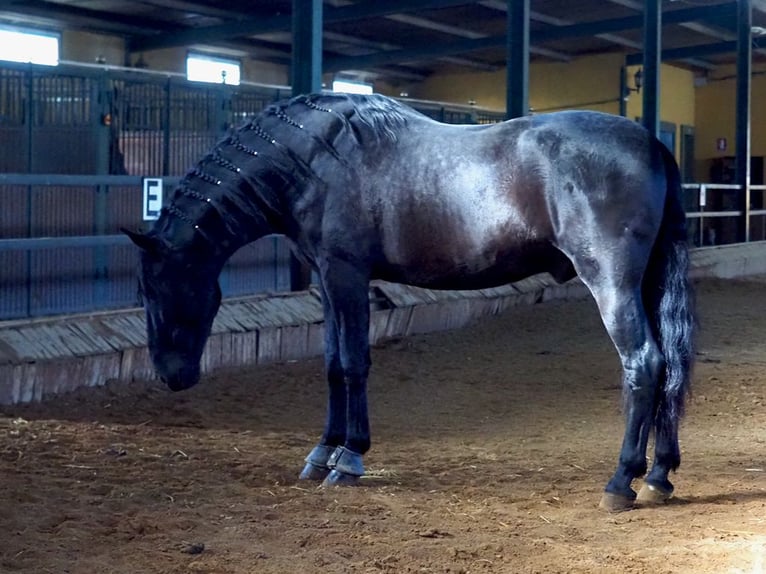 PRE Mestizo Semental 5 años 170 cm Negro in NAVAS DEL MADRONO