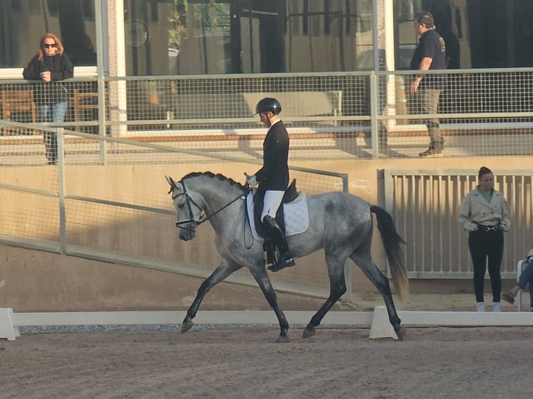 PRE Semental 5 años 170 cm Tordo in LAlcúdia