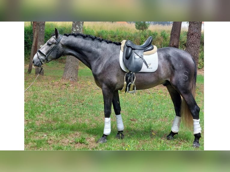 PRE Mestizo Semental 5 años 170 cm Tordo in NAVAS DEL MADRONO