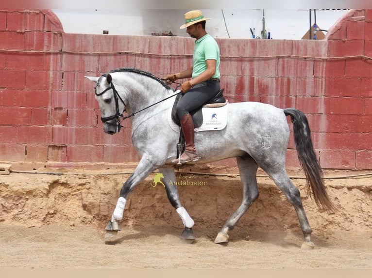 PRE Semental 5 años 170 cm Tordo in Provinz Granada