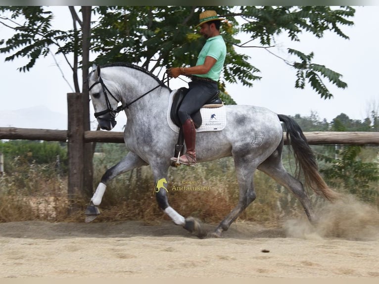 PRE Semental 5 años 170 cm Tordo in Provinz Granada