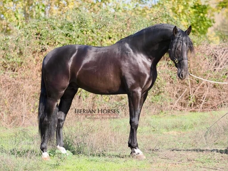 PRE Mestizo Semental 5 años 171 cm Negro in NAVAS DEL MADRONO