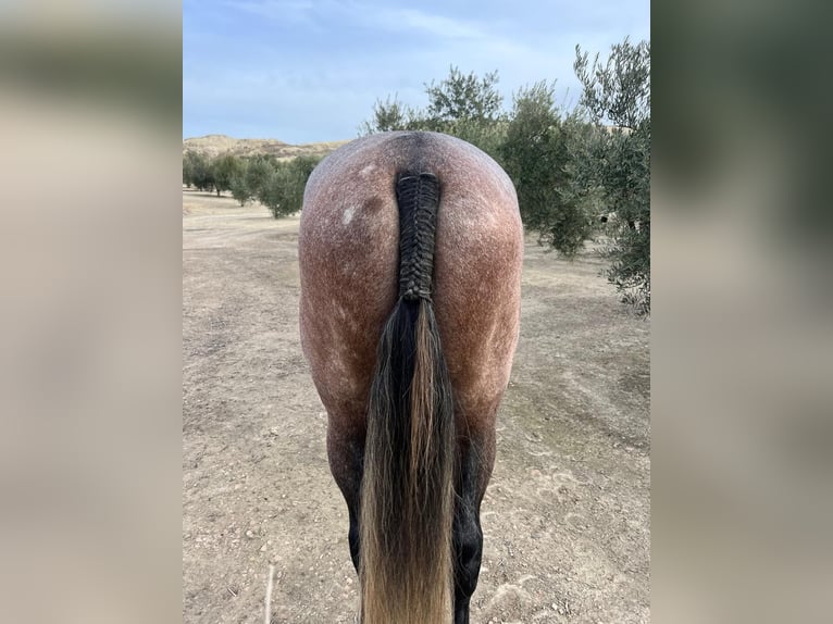 PRE Mestizo Semental 5 años 171 cm Tordo in Bailen