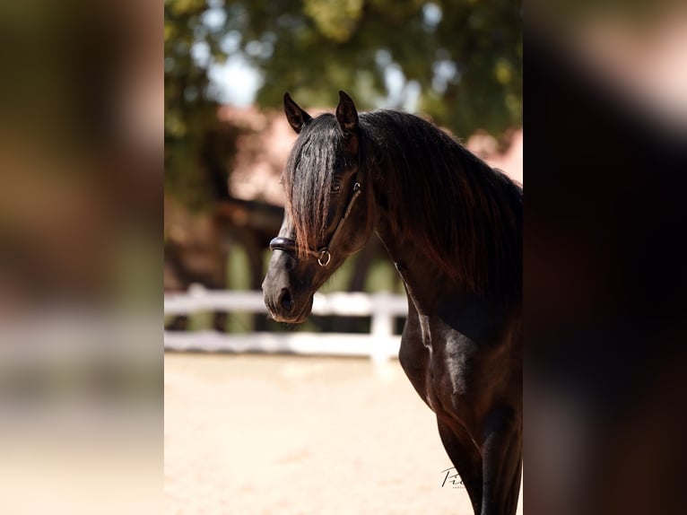 PRE Semental 5 años 172 cm Negro in El Catllar