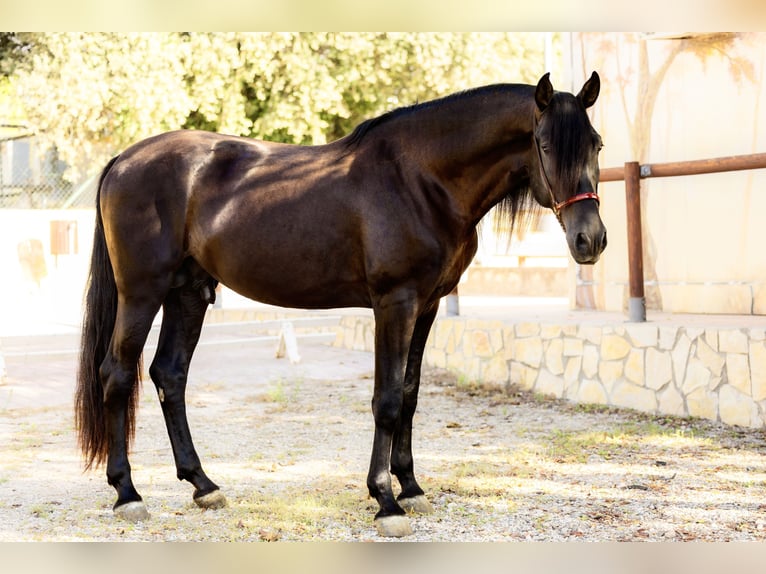 PRE Semental 5 años 172 cm Negro in El Catllar