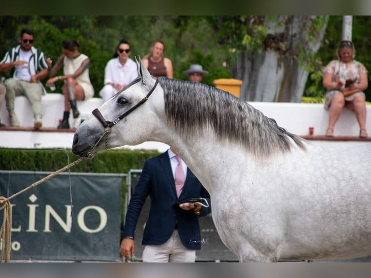 PRE Semental 5 años 172 cm Tordo in Fuentes De Andalucia