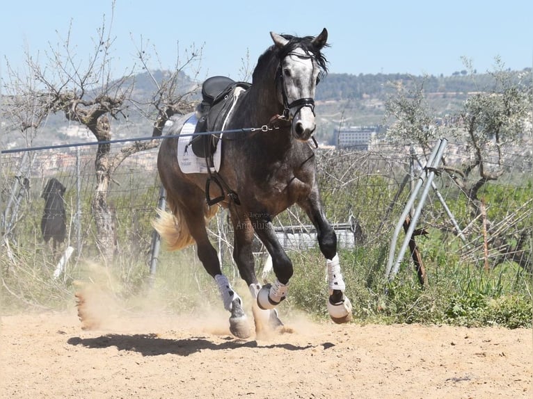PRE Semental 5 años 172 cm Tordo in Provinz Granada