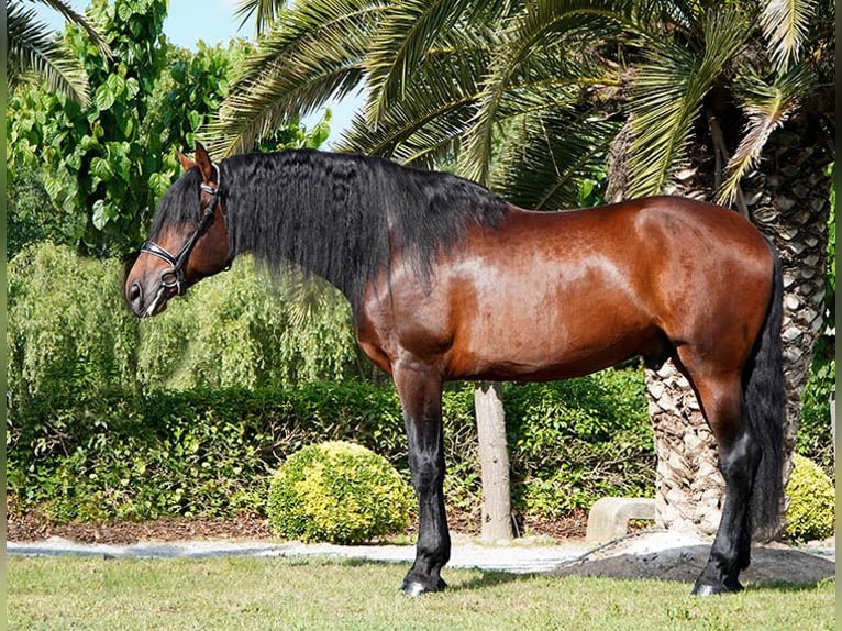PRE Semental 5 años 173 cm Castaño in Lliça D'Amunt