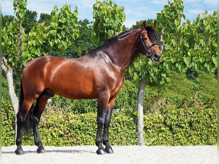 PRE Semental 5 años 173 cm Castaño in Lliça D'Amunt