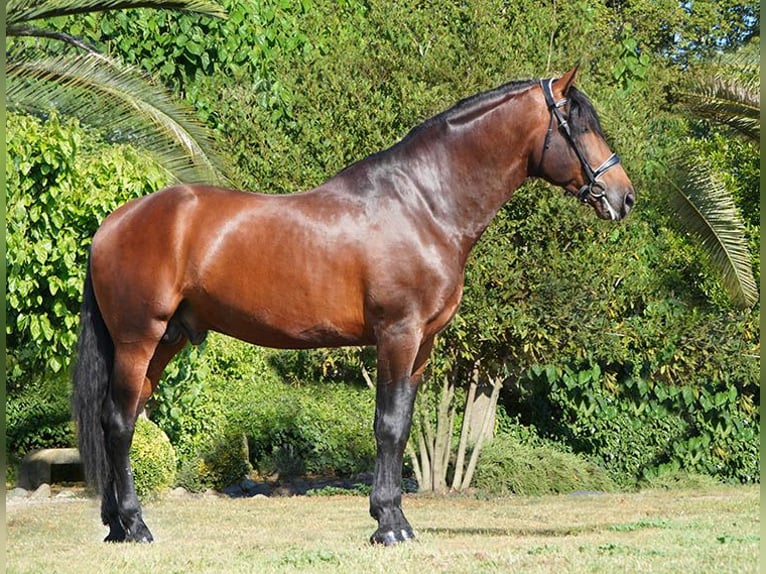 PRE Semental 5 años 173 cm Castaño in Lliça D'Amunt