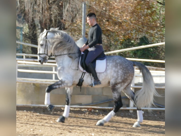 PRE Mestizo Semental 5 años 174 cm Tordo rodado in Barcelona