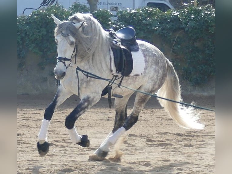PRE Mestizo Semental 5 años 174 cm Tordo rodado in Barcelona