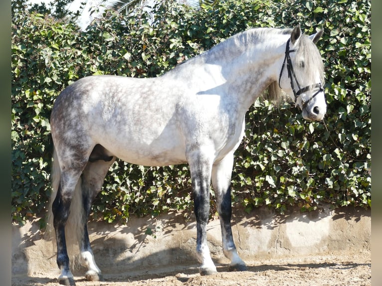 PRE Mestizo Semental 5 años 174 cm Tordo rodado in Barcelona