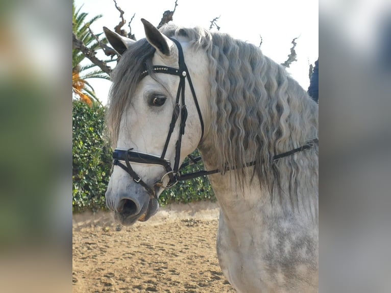 PRE Mestizo Semental 5 años 174 cm Tordo rodado in Barcelona