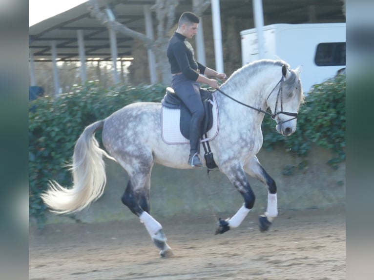 PRE Mestizo Semental 5 años 174 cm Tordo rodado in Barcelona