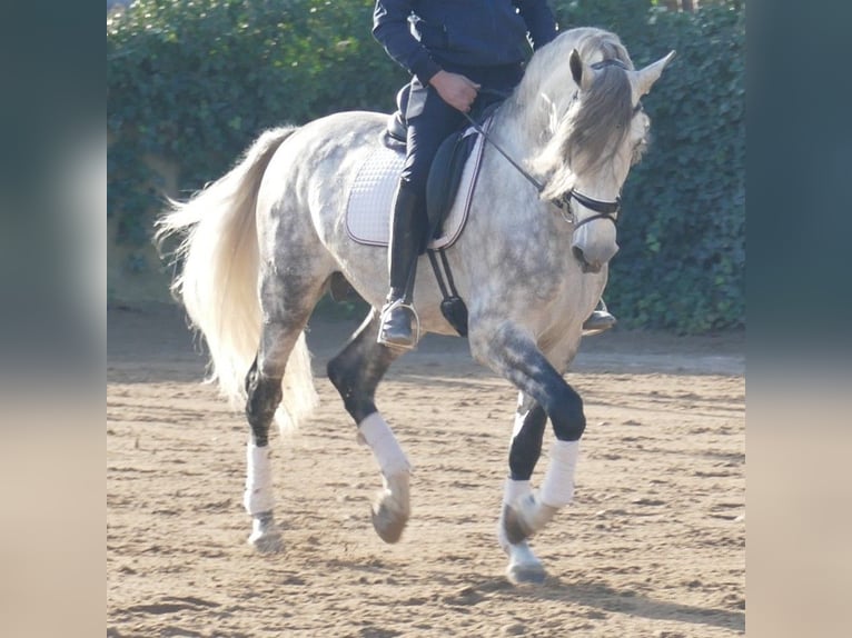PRE Mestizo Semental 5 años 174 cm Tordo rodado in Barcelona