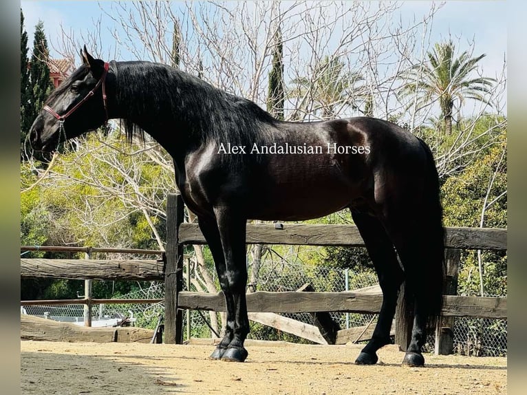 PRE Mestizo Semental 5 años 175 cm Negro in Sevilla