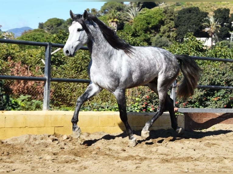 PRE Semental 5 años 176 cm Tordo in Provinz Malaga