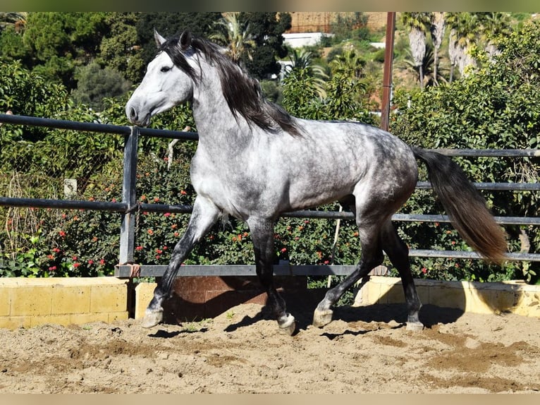 PRE Semental 5 años 176 cm Tordo in Provinz Malaga