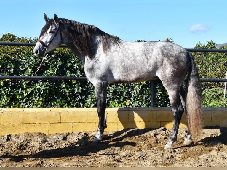 PRE Semental 5 años 176 cm Tordo in Provinz Malaga