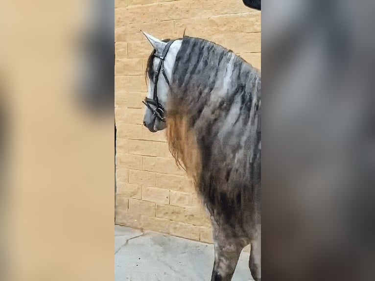 PRE Semental 5 años 176 cm Tordo rodado in Sevilla