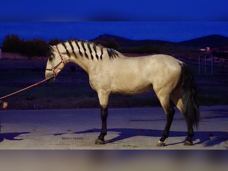 PRE Mestizo Semental 5 años 178 cm Bayo in Navas Del Madroño