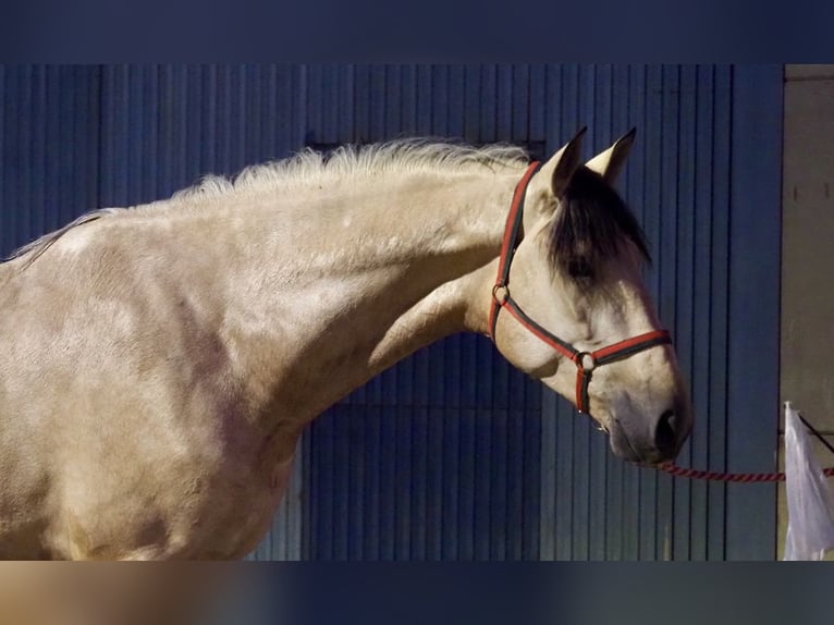 PRE Mestizo Semental 5 años 178 cm Bayo in Navas Del Madroño