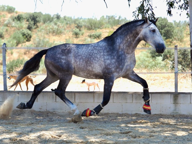 PRE Mestizo Semental 5 años 178 cm Tordo in Navas Del Madroño