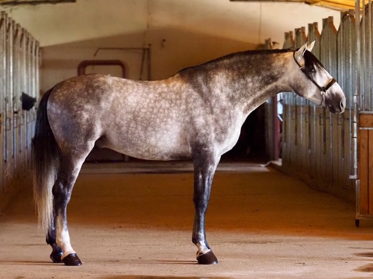 PRE Mestizo Semental 5 años 178 cm Tordo in Navas Del Madroño