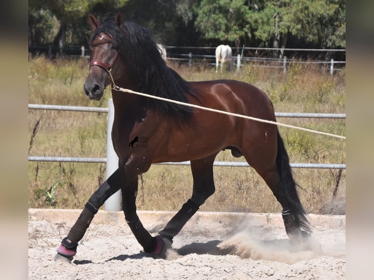 PRE Semental 5 años 179 cm Castaño oscuro in Mallorca