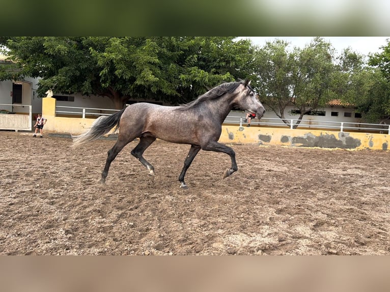 PRE Semental 5 años 182 cm Tordo in Oliva