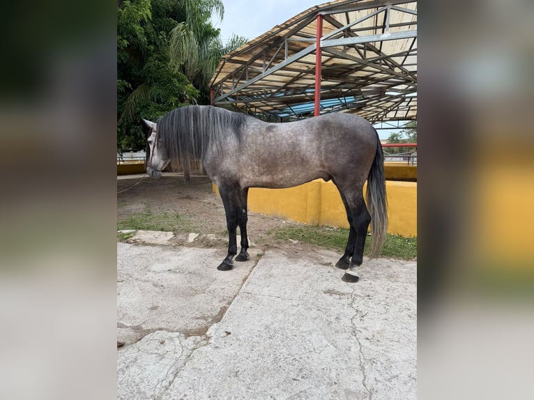 PRE Semental 5 años 182 cm Tordo in Oliva
