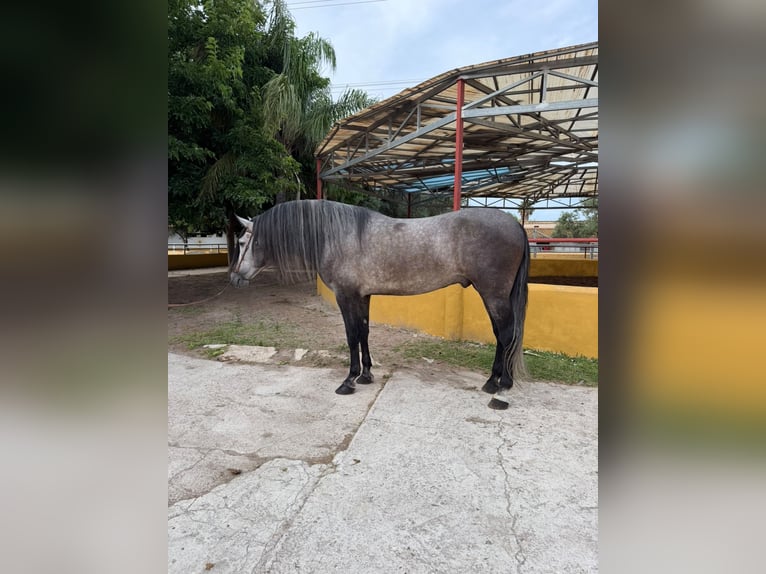 PRE Semental 5 años 182 cm Tordo in Oliva