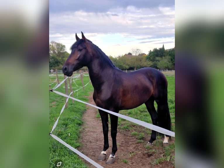 PRE Semental 6 años 155 cm Castaño oscuro in Ste Féréole