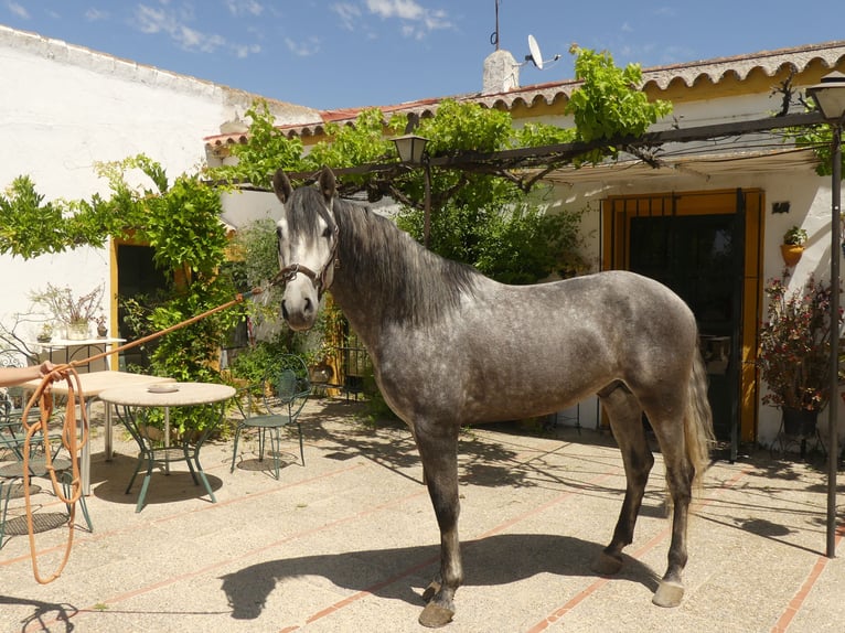 PRE Mestizo Semental 6 años 156 cm Tordo in Sevilla