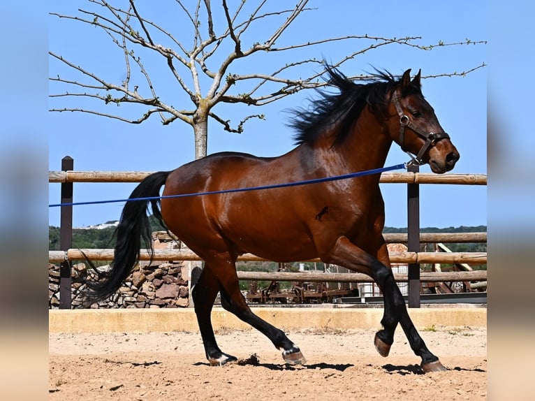 PRE Mestizo Semental 6 años 157 cm Castaño in Menorca
