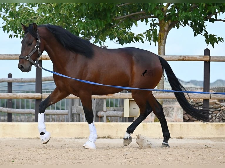 PRE Semental 6 años 157 cm Castaño in Menorca