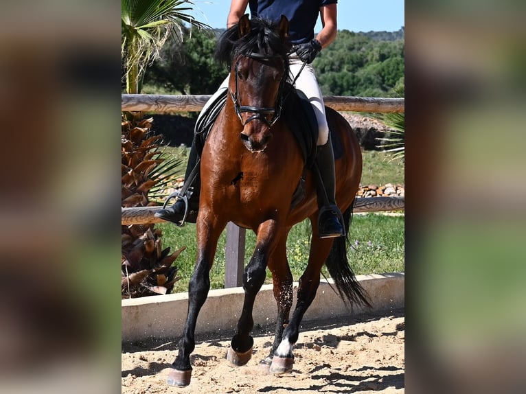 PRE Mestizo Semental 6 años 157 cm Castaño in Menorca