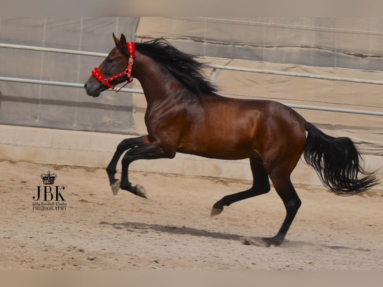 PRE Mestizo Semental 6 años 157 cm Castaño in Tabernas Almería